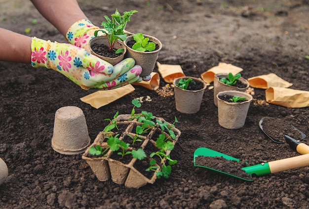 Plantar las plántulas en tazas de enfoque selectivo