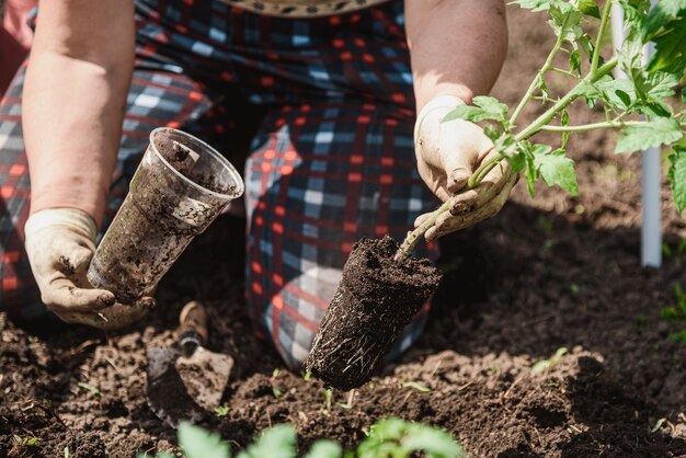 Plantar plántulas de tomate con las manos de un agricultor cuidadoso en su jardín