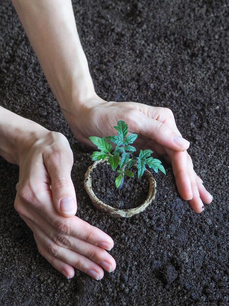 Plantar plántulas de tomate en el suelo.