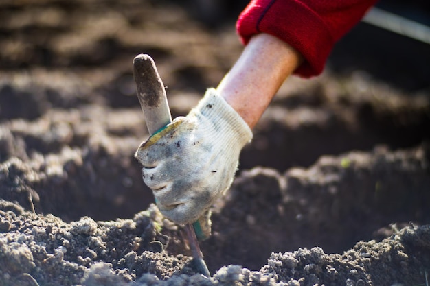 Plantar semillas agrícolas de ajo en una cama en el jardín Tierra cultivada de cerca Concepto de jardinería Plantas agrícolas que crecen en la fila de la cama