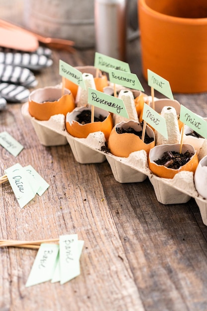 Plantar semillas en cáscaras de huevo y etiquetarlas con pequeñas etiquetas de plantas.