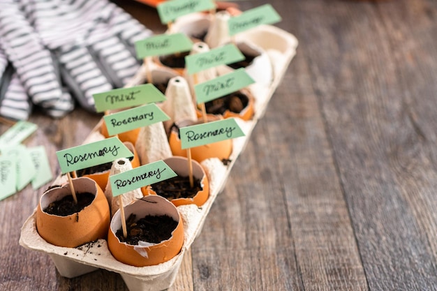 Plantar semillas en cáscaras de huevo y etiquetarlas con pequeñas etiquetas de plantas.