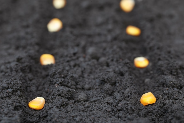 Plantar semillas de maíz verde en suelo fértil