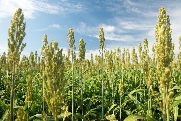 Plantar sorgo en una mañana soleada