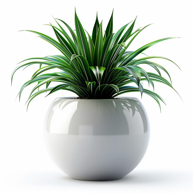 Plantar spider chlorophytum comosum em vaso branco