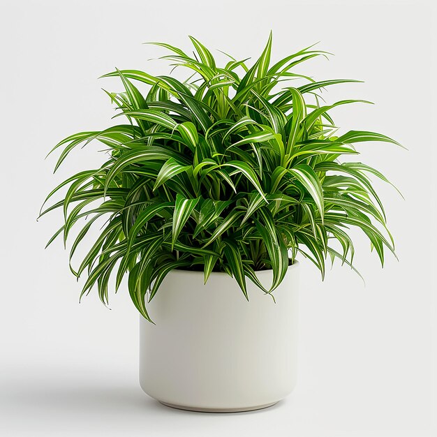 Plantar spider chlorophytum comosum em vaso branco