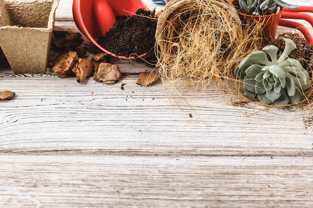 Plantar suculentas en macetas con tierra japonesa y pala