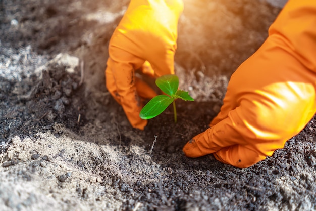 Foto plantar en el suelo de una plántula de pepino joven en manos de guantes