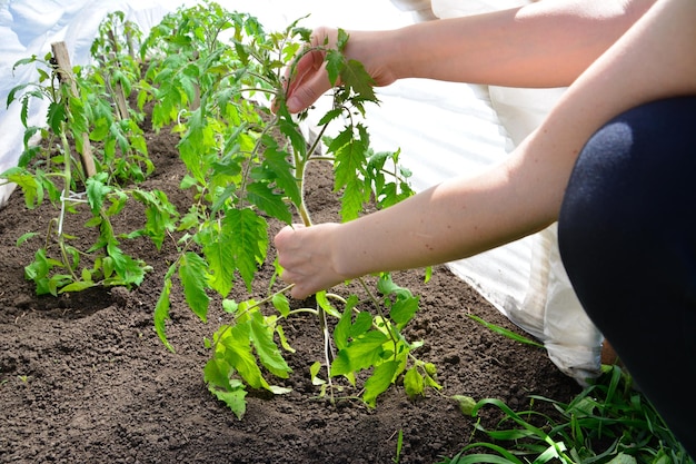 plantar tomates en invernadero en el jardín