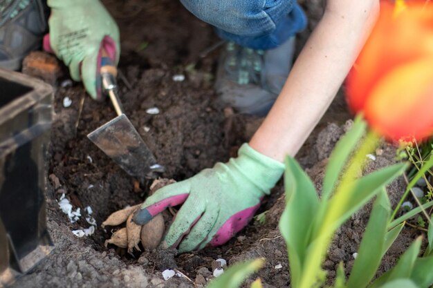 Plantar un tubérculo de dalia en un jardín de flores de primavera Trabajar con plantas en el jardín Jardinería con