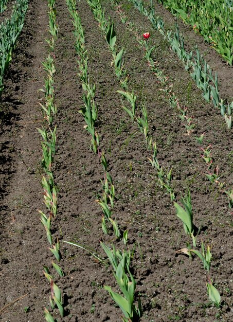 Foto plantar tulipas de diferentes cores tulipas em flor