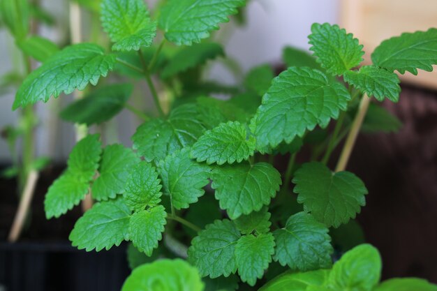 Plantar um novo jardim de maconha