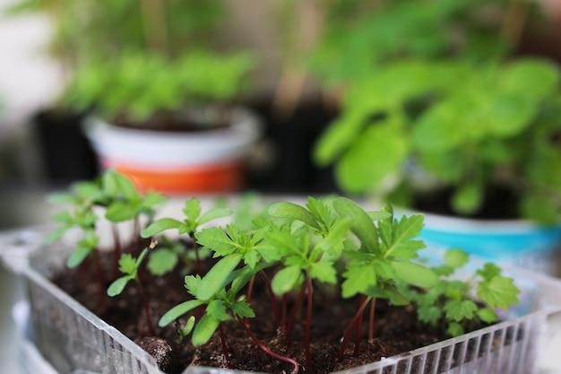 Plantar um novo jardim de maconha