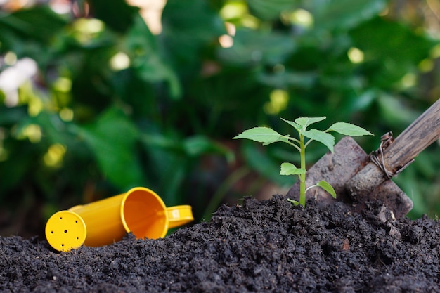 Plantar uma planta pequena em uma pilha de solo