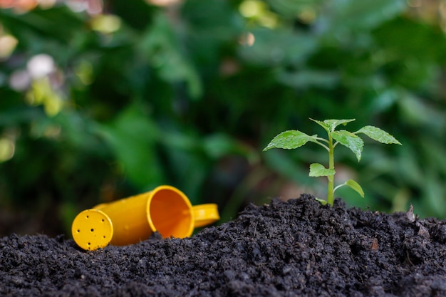 Plantar uma planta pequena em uma pilha de solo