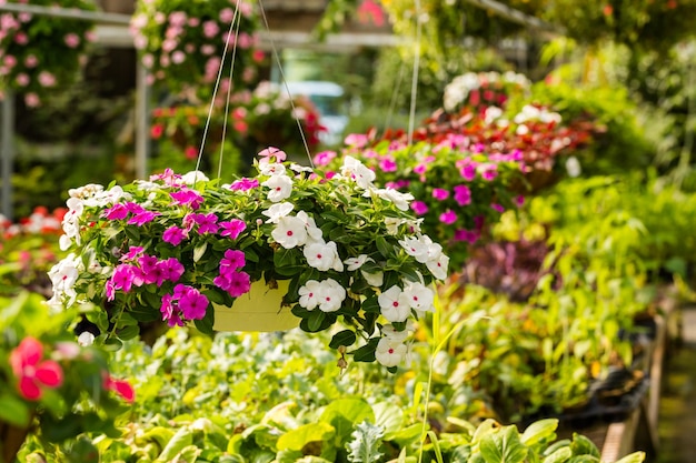 Plantas à venda no pequeno viveiro local.