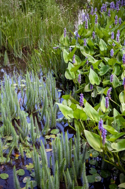 Plantas acuáticas y nenúfares