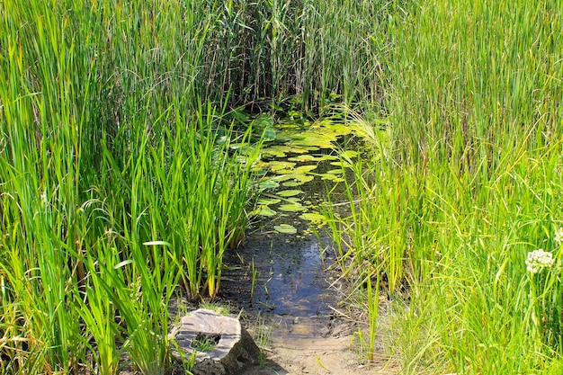 Plantas acuáticas en un pantano