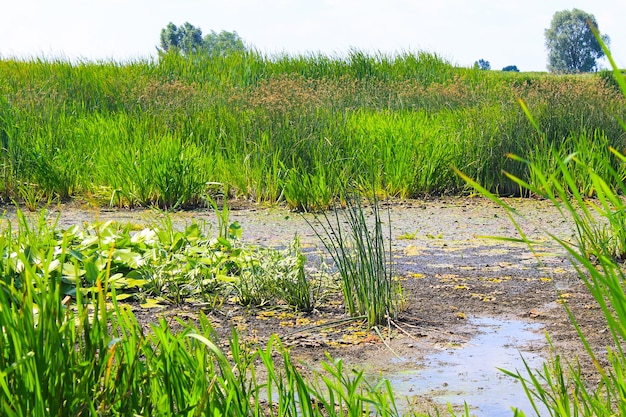 Plantas acuáticas en un pantano