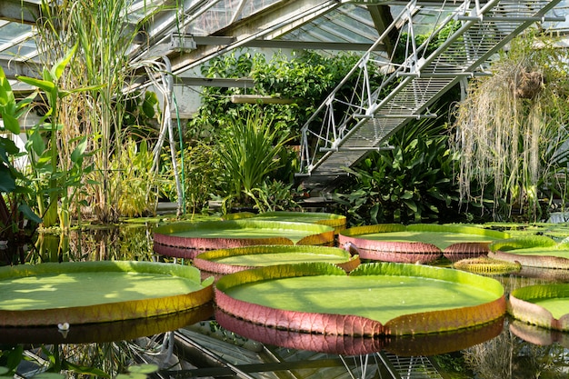 Plantas acuáticas tropicales en invernadero.