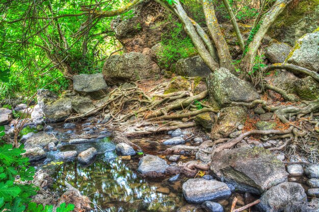 Plantas y agua en un bosque verde en Cerdeña Italia