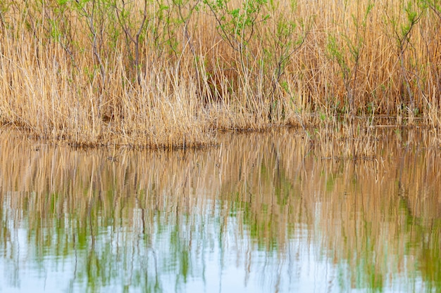 Plantas de agua junto al lago.