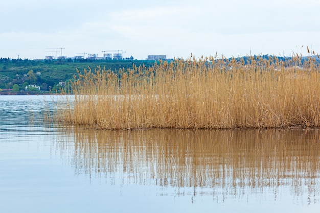 Plantas de agua junto al lago.