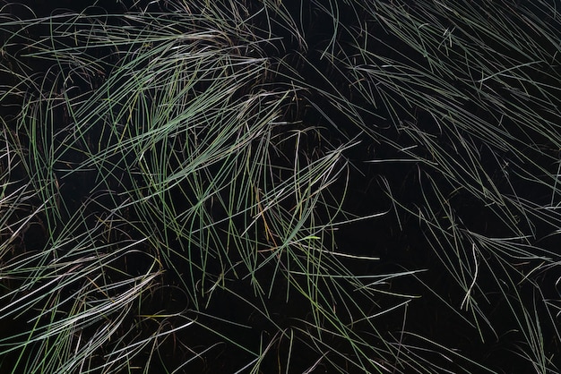 Plantas en las aguas del lago