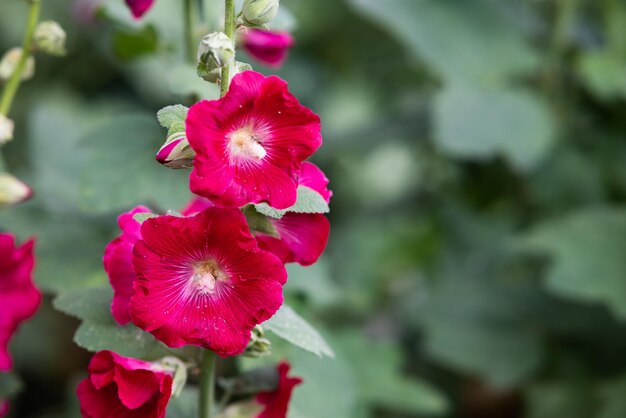 Plantas de Alcea rosea con flores rojas oscuras en el jardín de verano