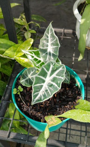 Plantas de alocasia tomadas desde un ángulo cercano