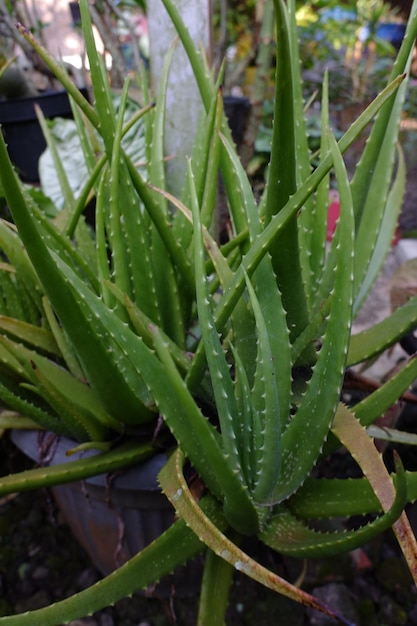 plantas de aloe vera que prosperan en ollas en el patio que se pueden usar para tratar el cabello