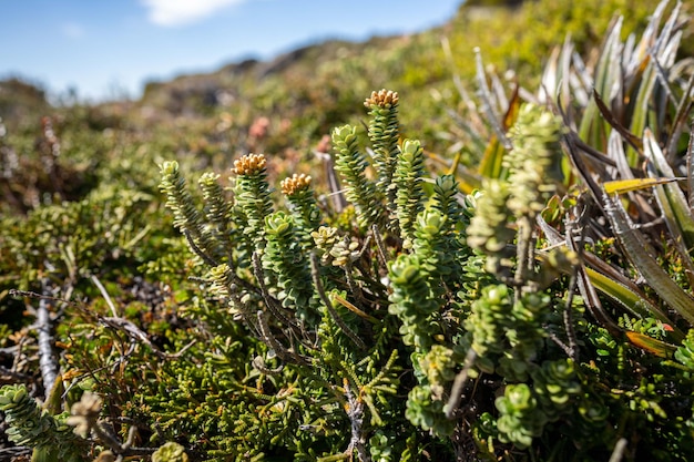 Plantas alpinas que crecen en una montaña en tasmania, australia, paisaje alpino