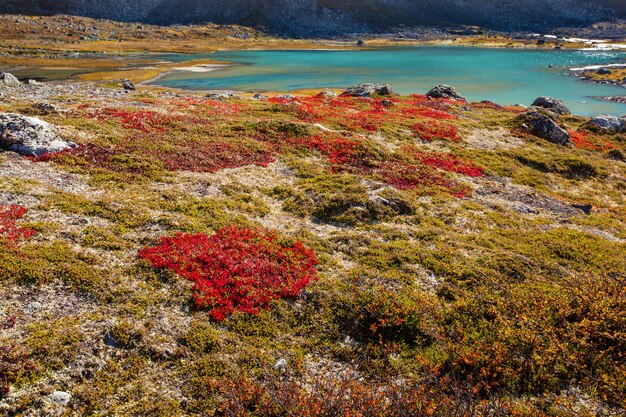 Plantas altas de outono na Noruega Gamle Strynefjellsvegen