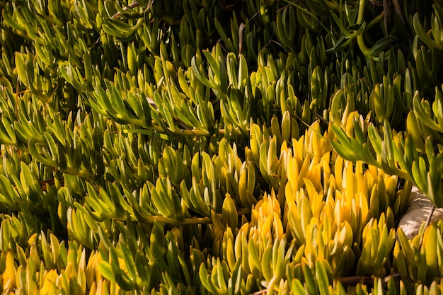 Plantas amarelas verdes como papel de parede.