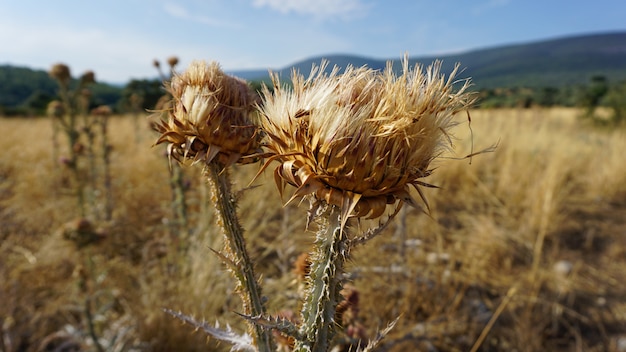 Foto plantas amarillas en campo otoñal