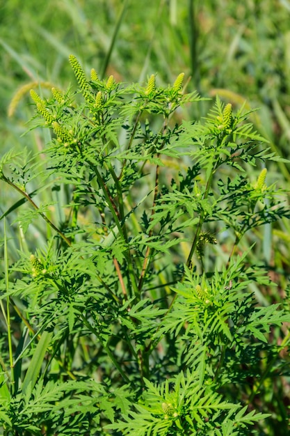 Plantas de ambrosía Ambrosia artemisiifolia que causan alergia