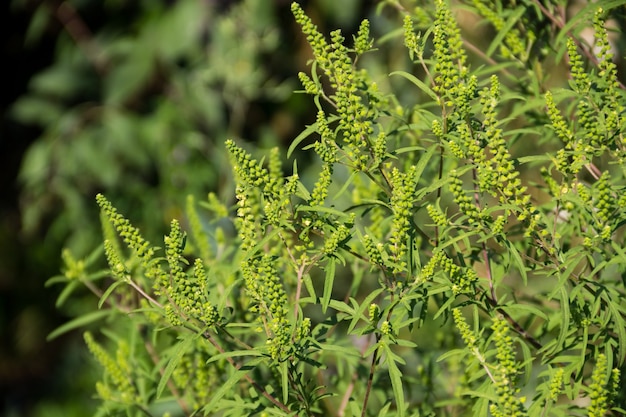 Plantas de ambrosía (Ambrosia artemisiifolia) que causan alergia