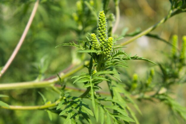 plantas de ambrosía