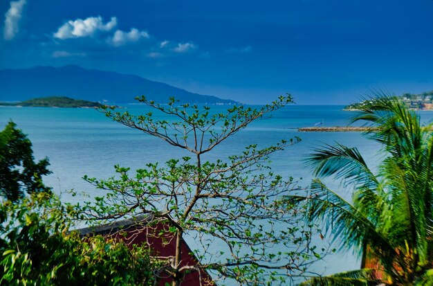 Foto plantas ao lado do mar contra o céu azul