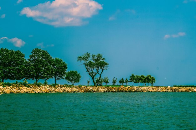 Plantas ao lado do mar contra o céu azul