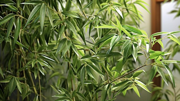 Foto plantas aquáticas imagem fotográfica criativa de alta definição