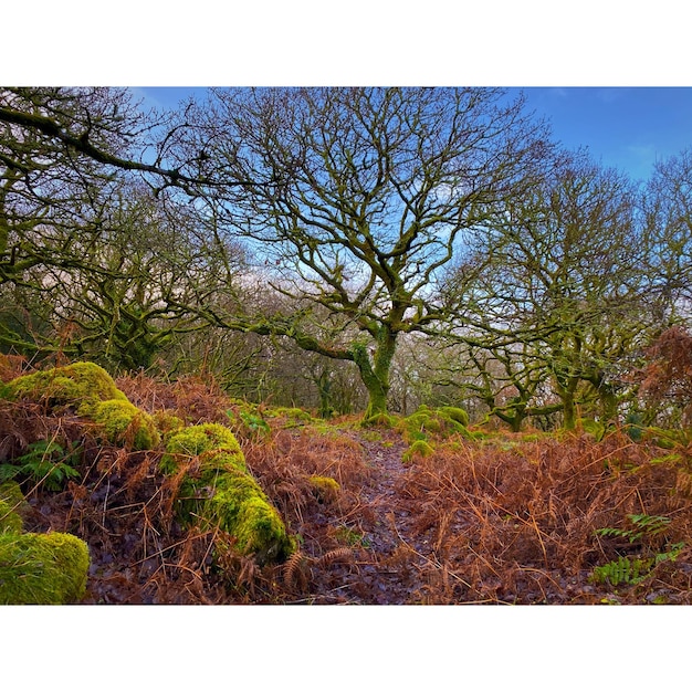 Plantas y árboles en el bosque contra el cielo