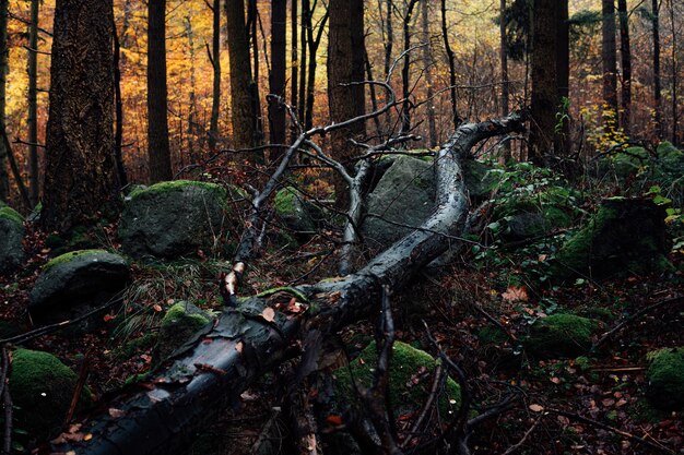 Foto plantas y árboles en el bosque