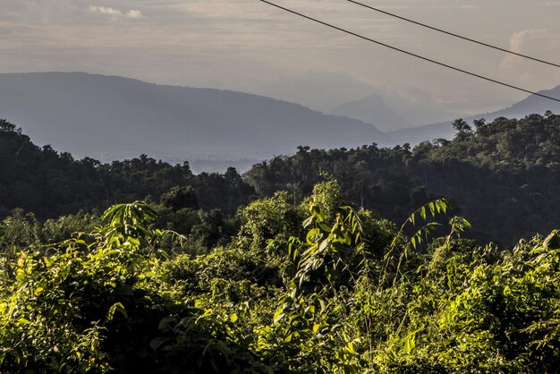 Foto plantas y árboles contra el cielo