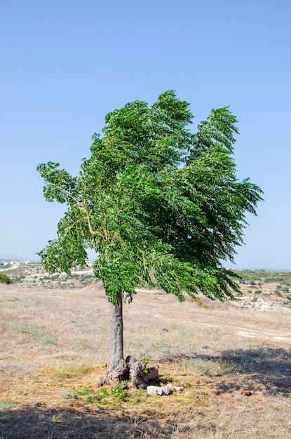 Plantas árboles flores hierbas clima mediterráneo naturaleza pintoresca Chipre