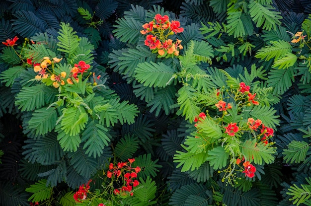 Plantas árboles flores hierbas clima mediterráneo naturaleza pintoresca Chipre