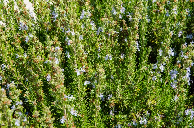 Plantas árboles flores hierbas clima mediterráneo naturaleza pintoresca Chipre