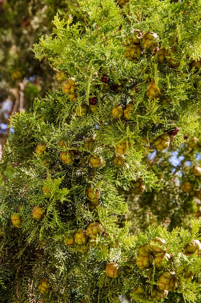 Plantas árboles flores hierbas clima mediterráneo naturaleza pintoresca Chipre