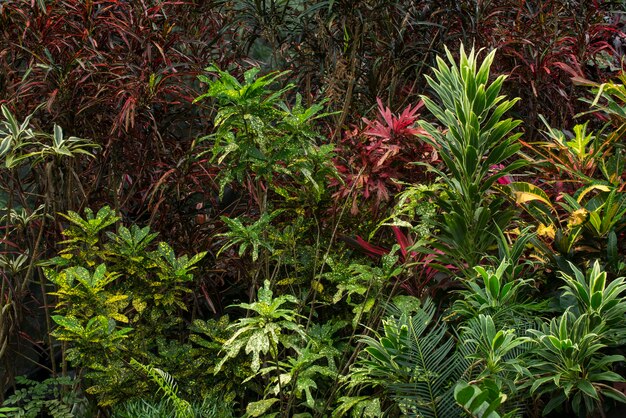 Foto plantas y árboles que crecen en un invernadero tropical foto de archivo