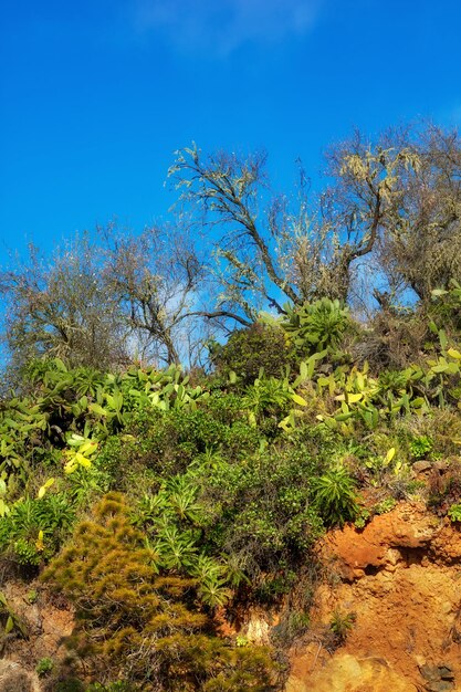 Plantas de árboles verdes en las montañas con espacio de copia de cielo azul Paisaje de Copyspace de naturaleza biodiversa con exuberante vegetación que crece en el bosque salvaje de La Palma Islas Canarias España